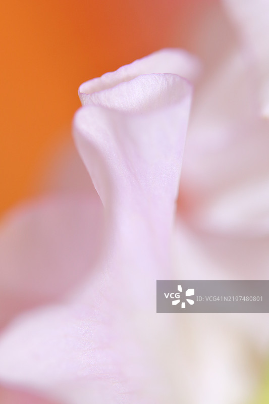 花朵特写图片素材