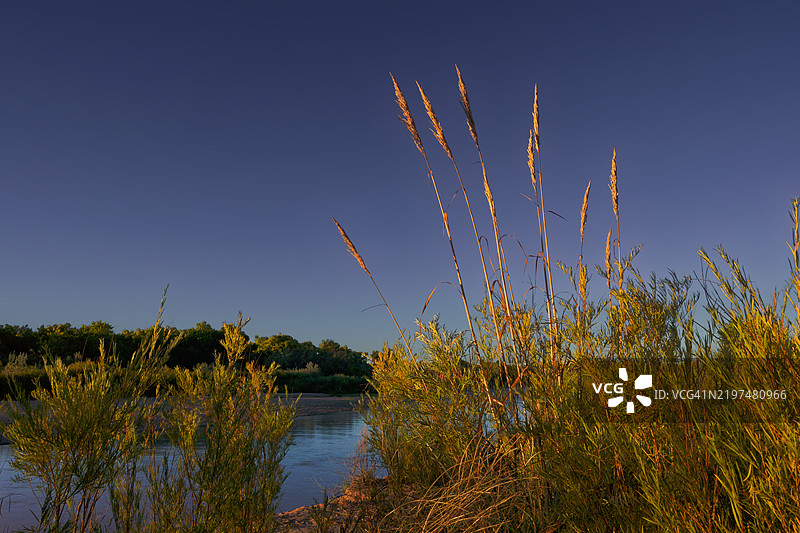 植物特写，背景为清澈的蓝天，地点：新墨西哥州里奥兰乔，美国图片素材