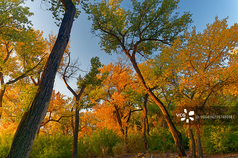 秋天的森林中的树木，里奥兰乔，新墨西哥州，美国图片素材
