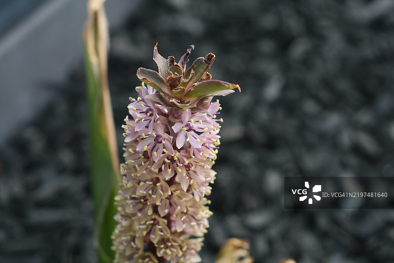 开花植物的特写镜头图片素材