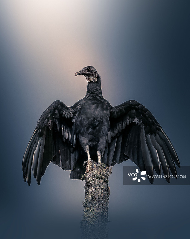 低角度视图的鹰在天空中飞翔，纳什维尔，田纳西州，美国图片素材