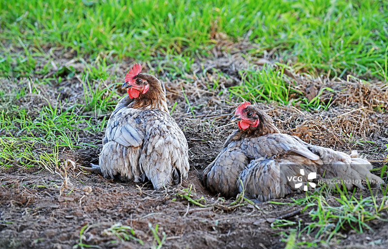 田野上鸡的特写镜头图片素材