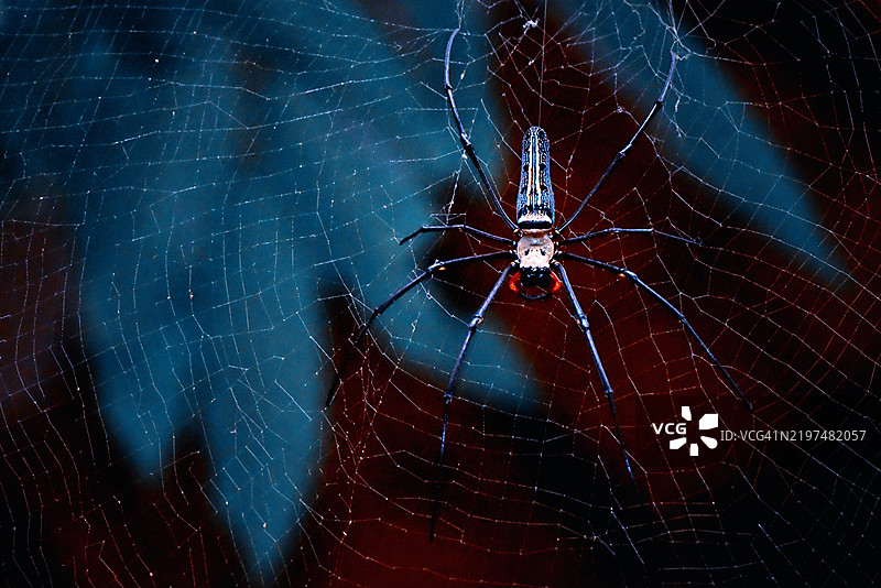 蜘蛛在网中的特写镜头图片素材