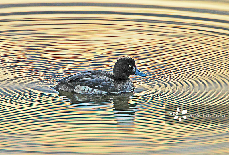小鸭子在湖中游泳图片素材