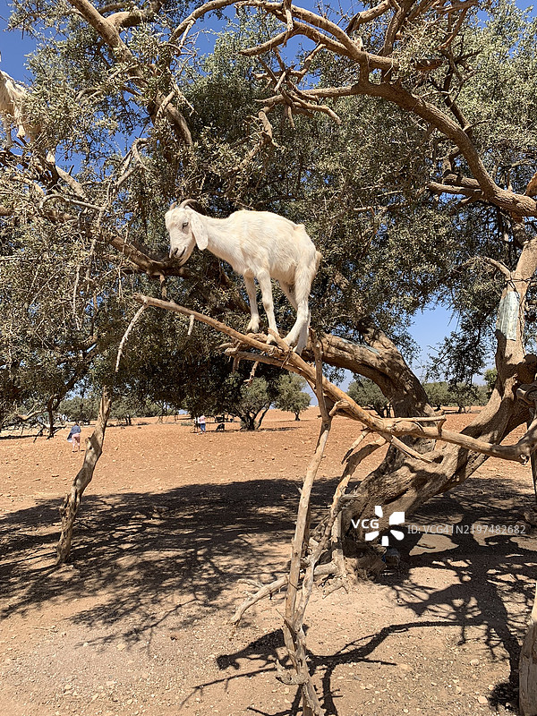 低角度视图的山羊站在田野上，梅吉，摩洛哥图片素材
