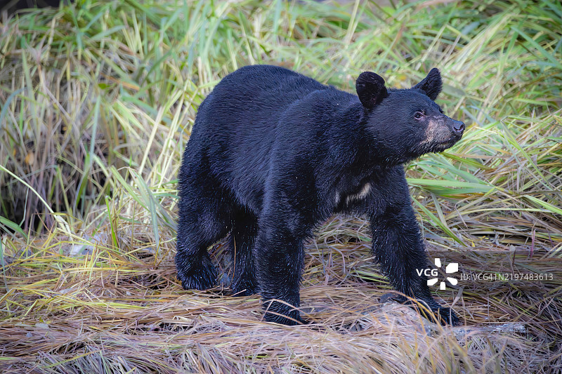 美国黑熊在田野上站立的特写，阿拉斯加州瓦尔迪兹，美国图片素材