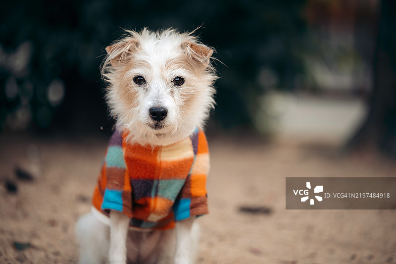 狗狗的舒适空间图片素材
