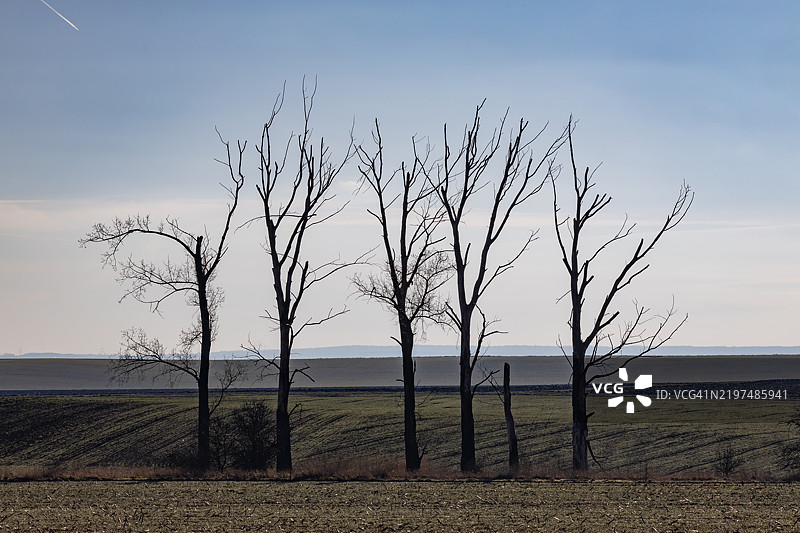 光秃秃的枯树在大自然中图片素材