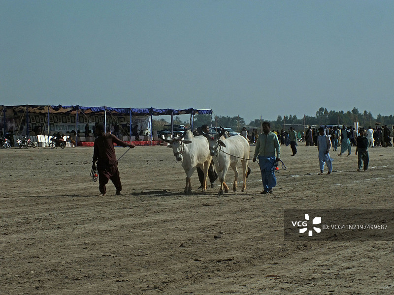 观众聚集在一起观看牛车赛跑图片素材