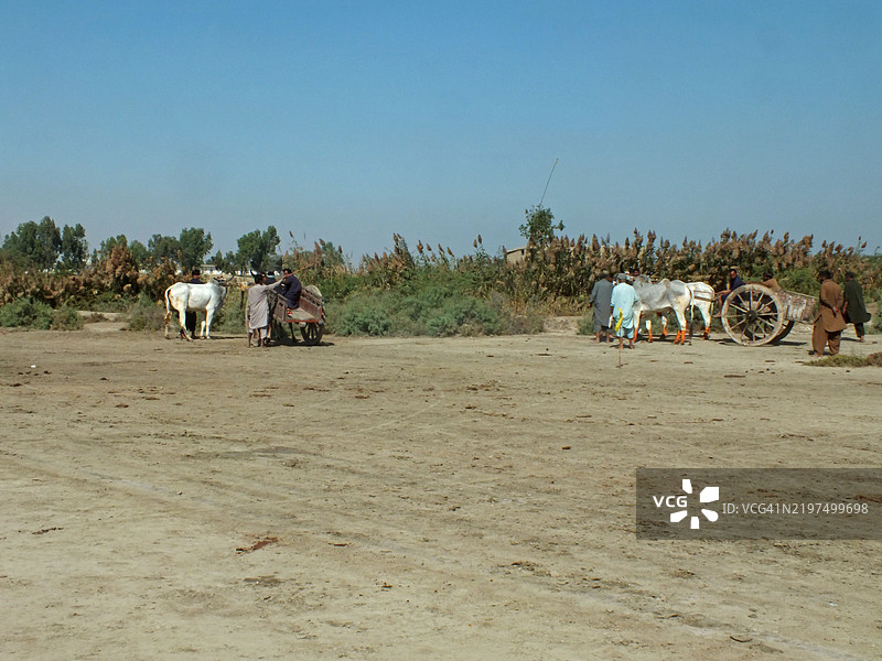 观众聚集在一起观看牛车比赛图片素材