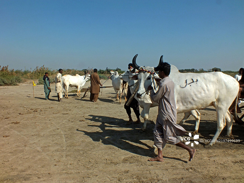 观众聚集在一起观看牛车赛跑图片素材