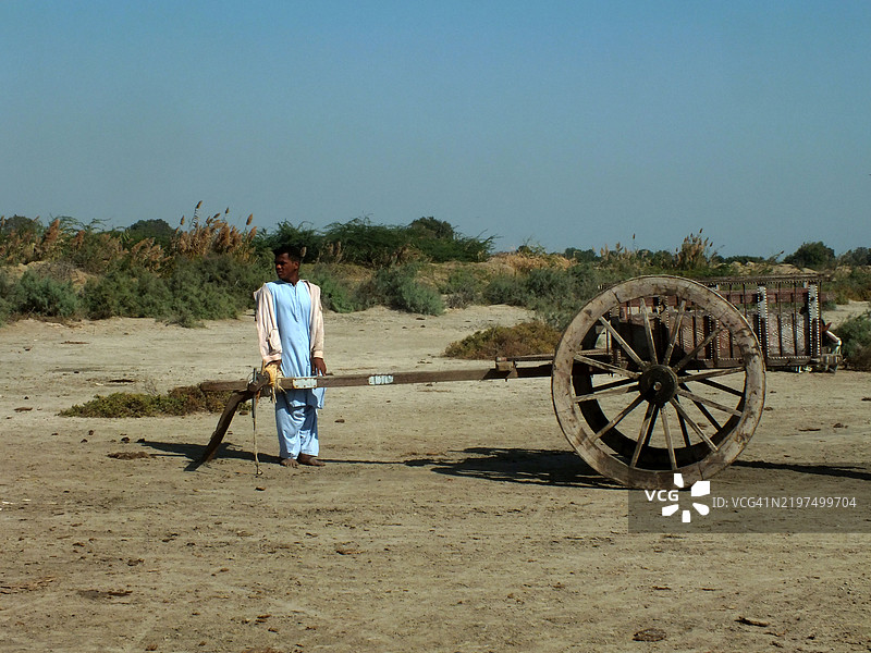 观众聚集在一起观看牛车赛。图片素材