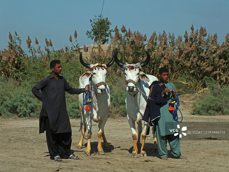 观众聚集在一起观看牛车赛跑图片素材