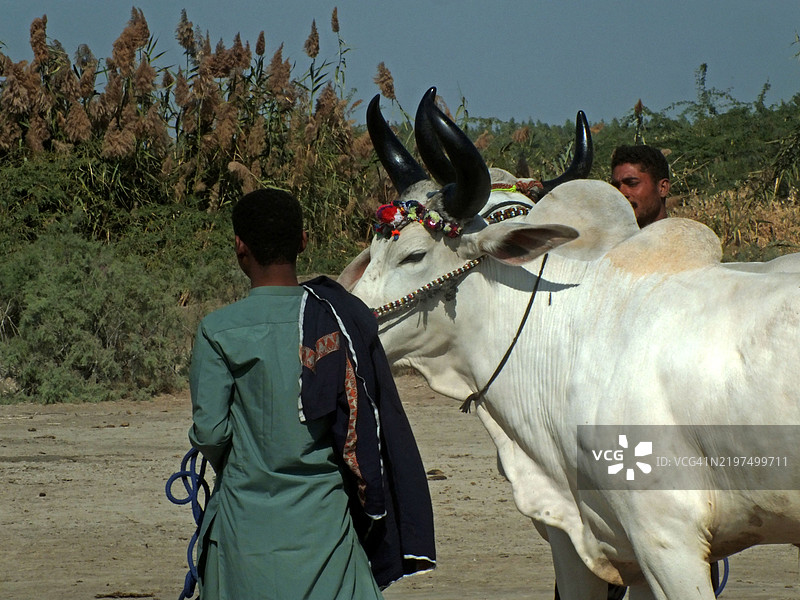 观众聚集在一起观看牛车比赛图片素材