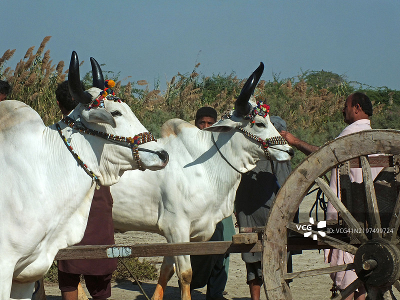 观众聚集在一起观看牛车比赛图片素材
