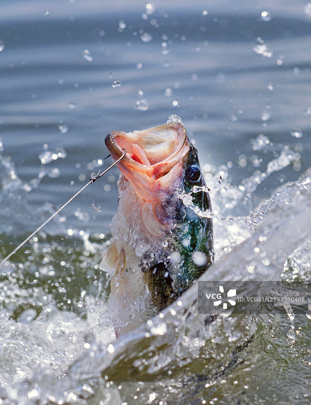 空中跃起的大口黑鲈图片素材