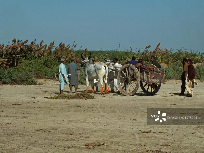 观众聚集在一起观看牛车赛跑图片素材