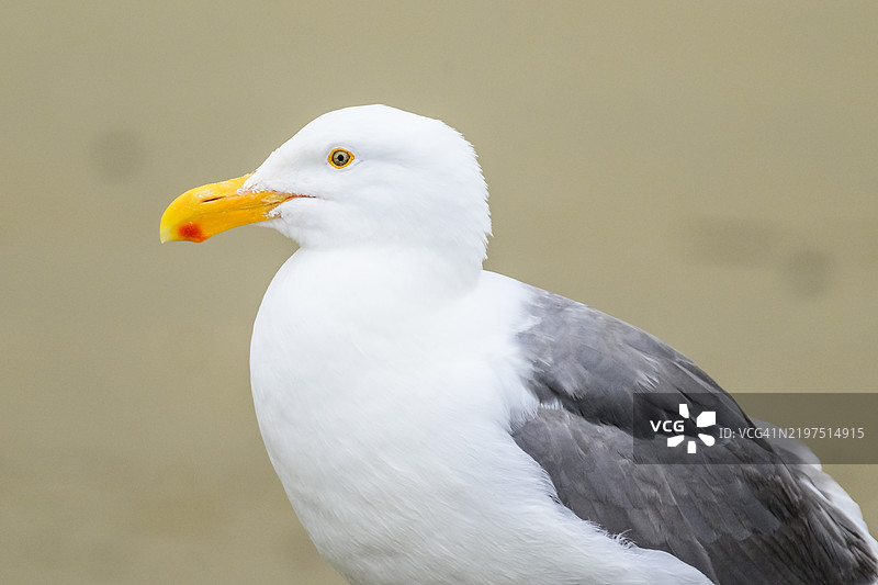 西方鸥图片素材