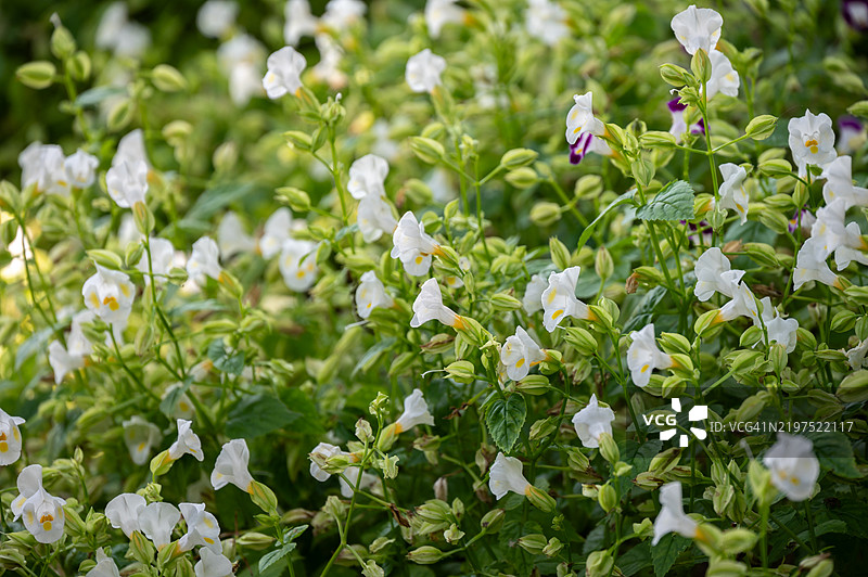 托雷尼亚花（或称许愿骨花）在花园中生长。这些花据说是可食用的，一些厨师已知将其用作沙拉的装饰。图片素材