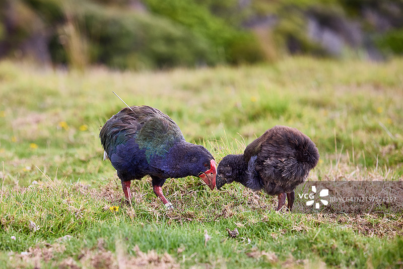 奥克兰塔瓦哈鲁努伊地区公园，一家塔卡希鸟，母鸟正在喂小鸟。图片素材
