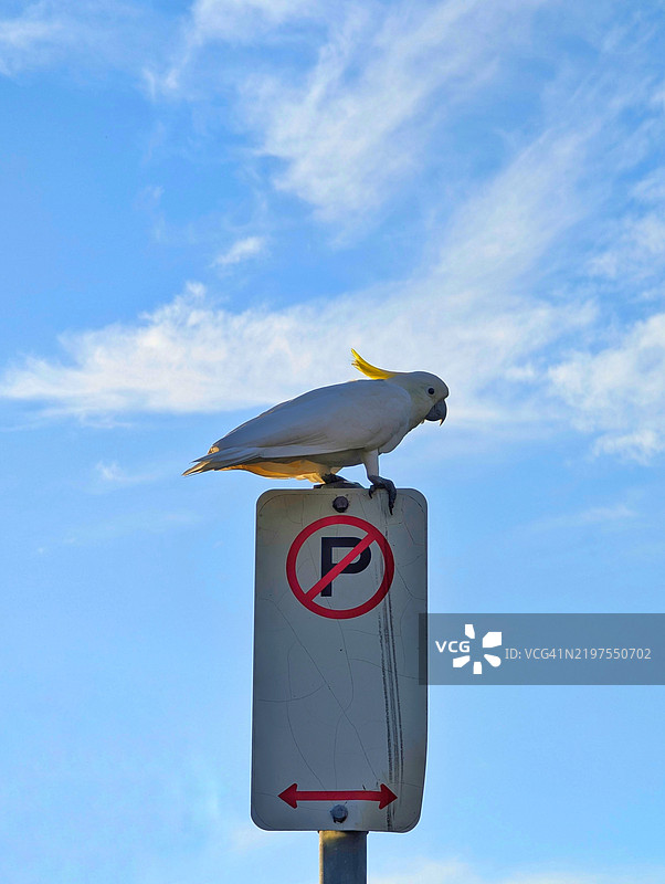 坐在禁止停车标志上的黄冠鹦鹉，悉尼图片素材