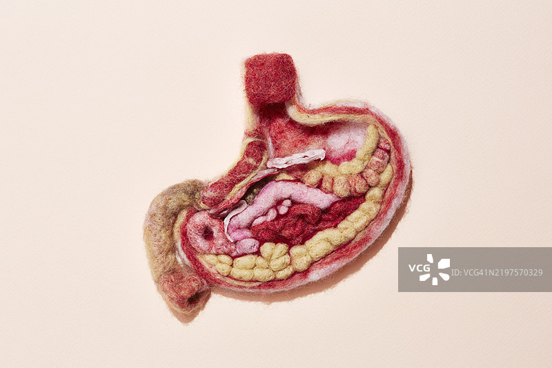 一个由羊毛制成的人类胃图片素材