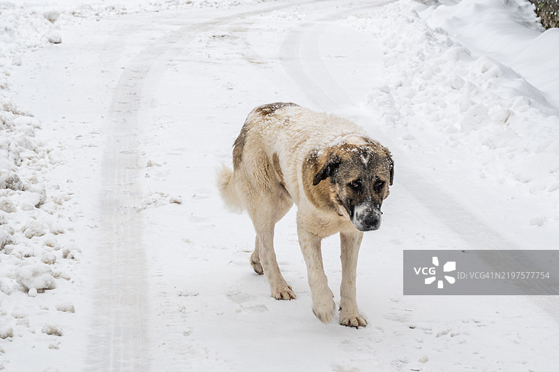 流浪狗在雪-covered小路上行走图片素材