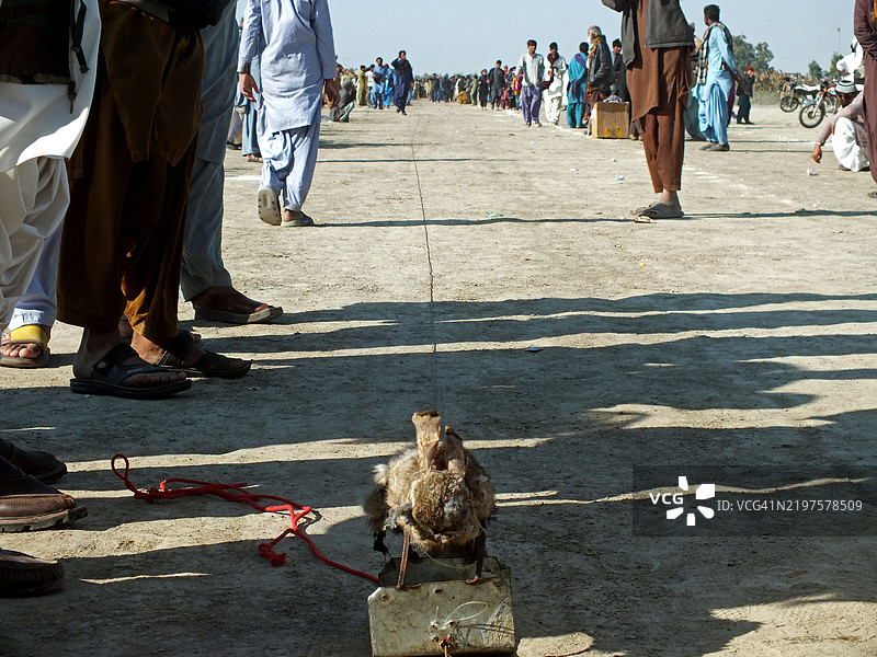 观众聚集在一起观看狗赛跑图片素材