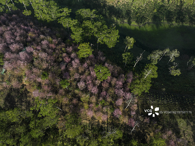 雾中樱花森林在清晨阳光下的山谷中展现出大自然的绿色之美图片素材