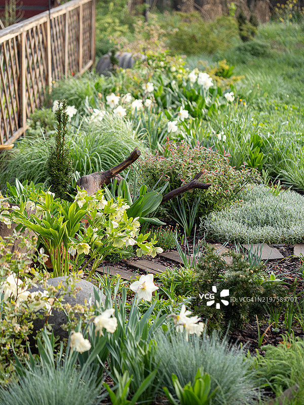 早春花坛中盛开的黄色水仙花和新鲜的绿色植物，位于现代有机花园里。装饰性植物在木栅栏旁的长花境中交错生长。图片素材