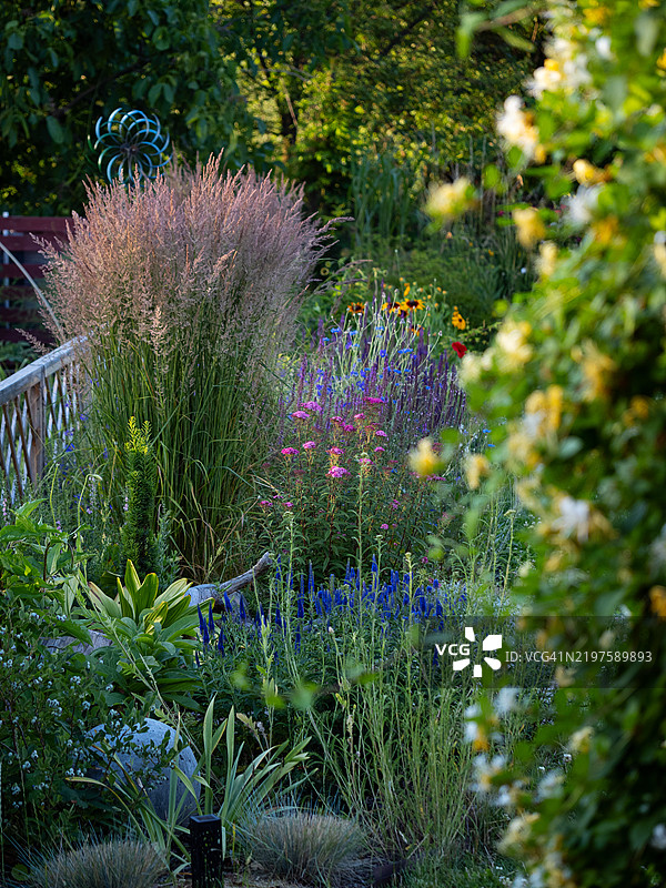 后院花园景观，生长着丰盛的卡拉马格罗斯草（Karl Foerster）、多年生和一年生植物，以及春天盛开的粉色和蓝色花朵的花坛。现代乡村小屋花园，具有观赏性混合边界。图片素材