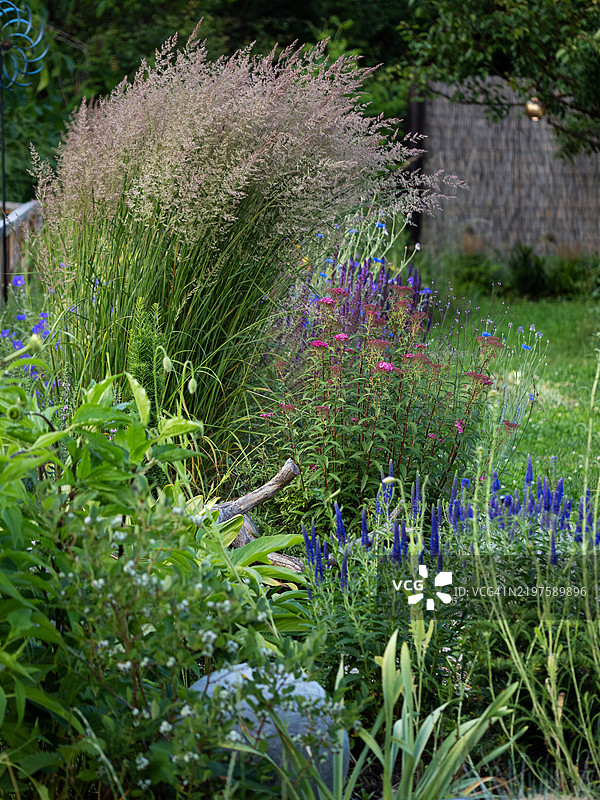 后院花园景观，生长着丰盛的卡拉马格罗斯草（Karl Foerster）、多年生和一年生植物，以及春季盛开的粉色和蓝色花朵的花坛。现代乡村小屋花园，具有观赏性混合边界。图片素材