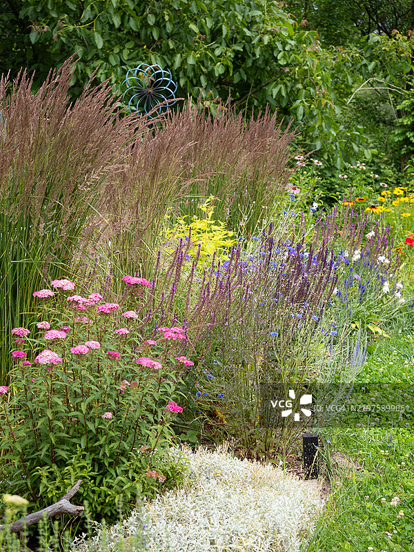 后院花园景观，生长着丰盛的卡尔·福斯特草、多年生和一年生植物，以及春天盛开的粉色和蓝色花朵的花坛。现代乡村小屋花园，带有观赏性混合花境。图片素材