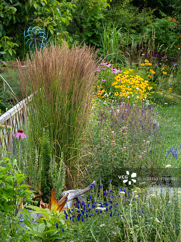 后院花园景观，生长着丰盛的卡尔·福斯特草、多年生和一年生植物，以及春天盛开的粉色和蓝色花朵的花坛。现代乡村小屋花园，带有观赏性混合花境。图片素材