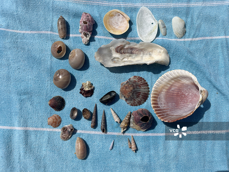 在佛罗里达海滩上找到的一组贝壳整齐地摆放在蓝色毛巾上。图片素材