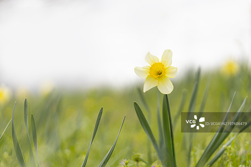 由布院的水仙花盛开。图片素材