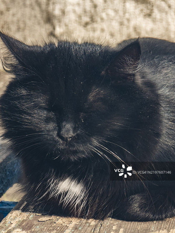毛茸茸的黑猫在温暖的阳光下安静地休息在古朴的木质表面上图片素材