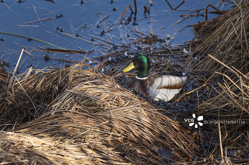 五彩斑斓的野鸭在宁静的湿地环境中，阳光明媚的下午，静静地栖息在芦苇丛中。图片素材