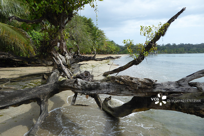 老海滩巴拿马图片素材
