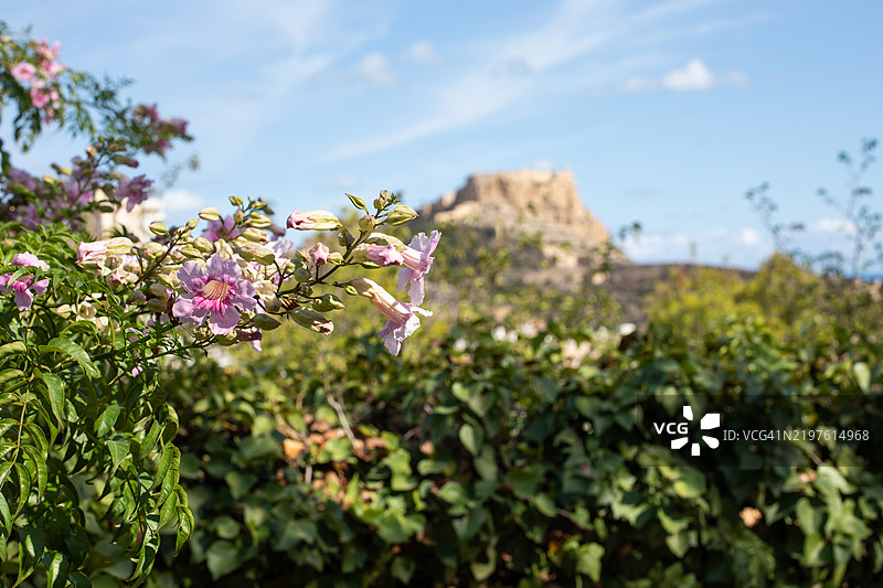花卉与圣巴巴拉城堡图片素材