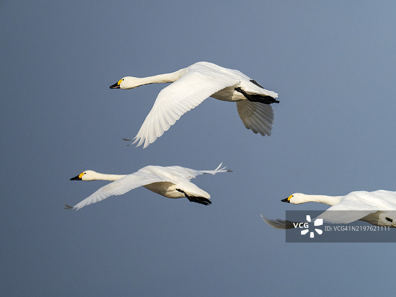 贝维克天鹅，学名Cygnus columbianus bewickii，在英国格洛斯特郡的野禽与湿地信托斯利姆布里奇飞翔。图片素材