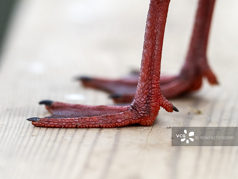 在英国格洛斯特郡的野禽与湿地信托斯林布里奇，黑头鸥（Chroicocephalus ridibundus）的腿部特写。图片素材