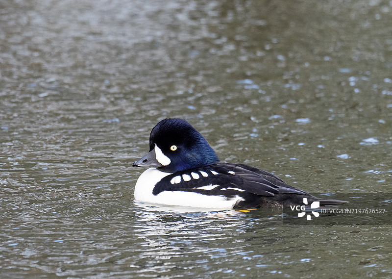 一只雄性巴罗金眼鸭（Bucephala islandica）在英国格洛斯特郡的野禽与湿地信托斯林布里奇的野禽收藏中。图片素材