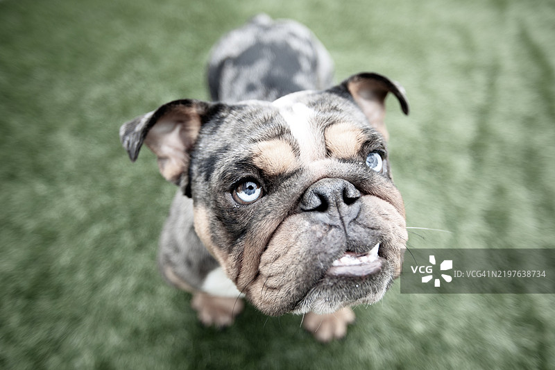 Instagram上的狗狗图片素材