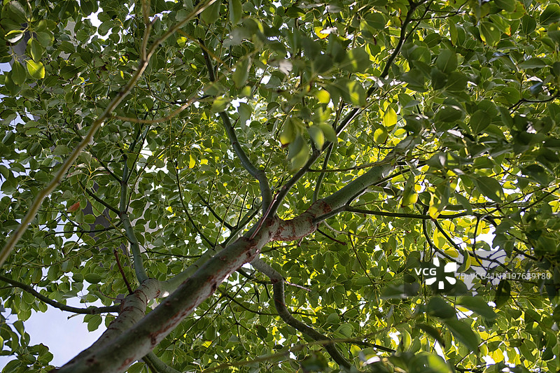 花园中肉桂树的低角度视图。图片素材