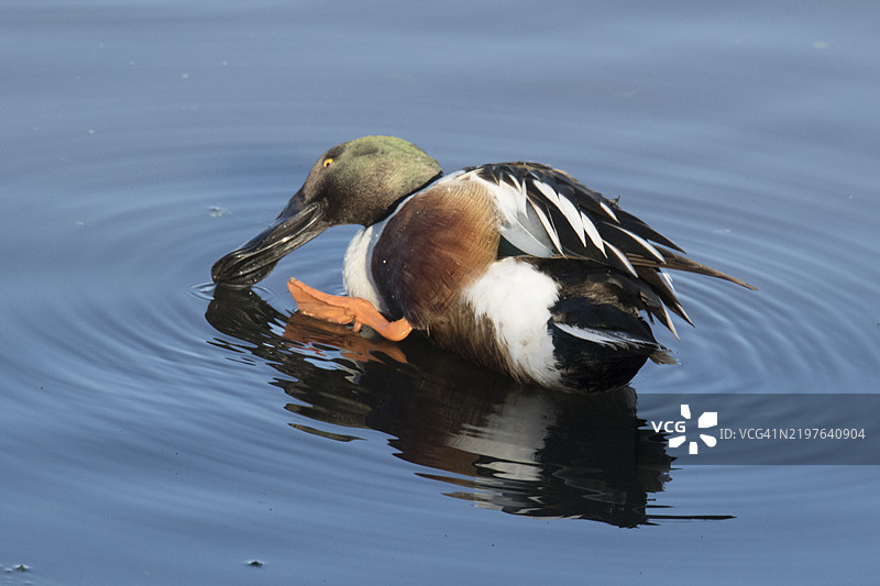 雄性北方铲嘴鸭在水中用蹼足抓挠图片素材