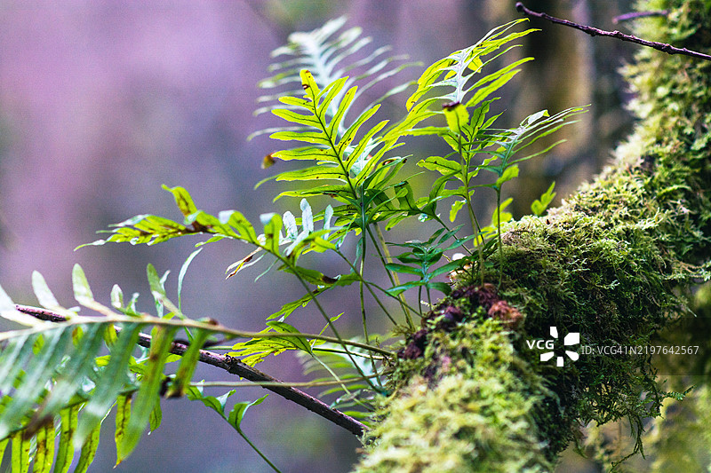郁郁葱葱的森林中，生长在苔藓树枝上的鲜绿色蕨类植物图片素材
