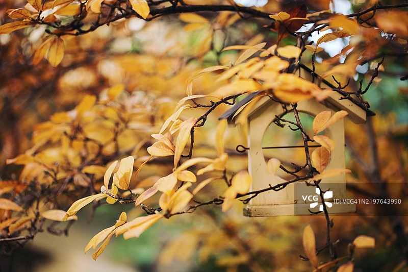 树上的木制鸟食槽图片素材