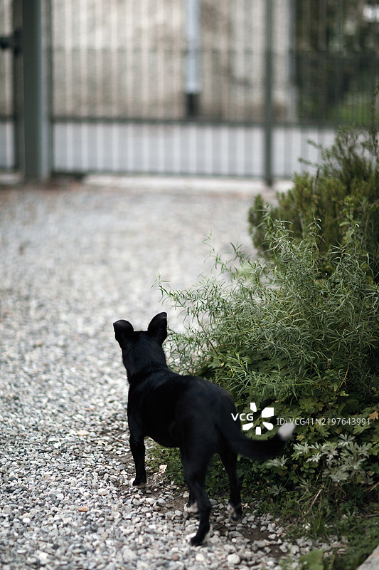 狗站在房子的大门前图片素材