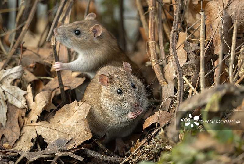 两只好奇的棕色老鼠（Rattus norvegicus）图片素材
